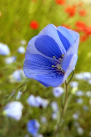 blue flowerの写真素材