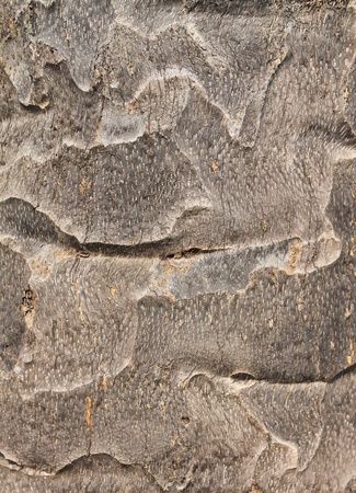 The trunk of the palm in the background is brownの写真素材