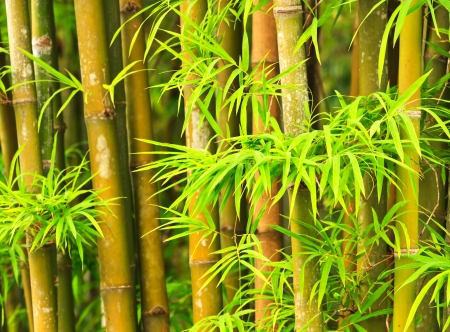 Stem of a bamboo cane and bamboo leaves on a planeの写真素材