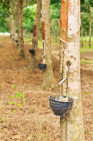Rubber trees and rubber trees are being arranged in orderの写真素材