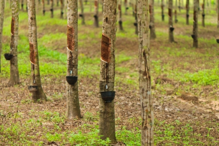 Rubber trees and rubber trees are being arranged in orderの写真素材