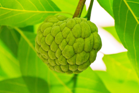 Custard apple tree on a green background, green leaves の写真素材