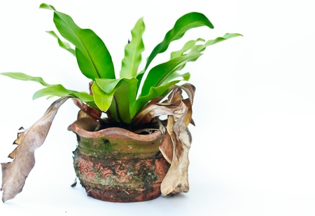 Asplenium nidus on white backgroundの写真素材