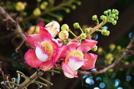 salavan flower on tree and bokeh behind flowerの写真素材