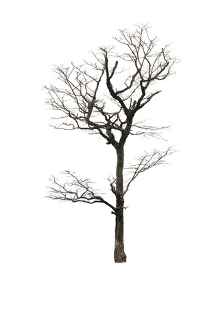 Dead tree isolated on white backgroundの写真素材