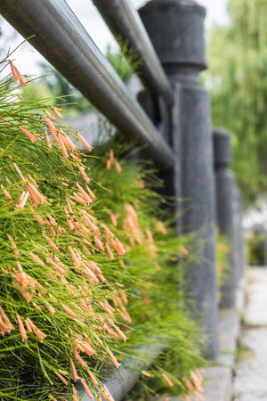 russelia equisetiformis or firecracker plant flower on fenceの写真素材