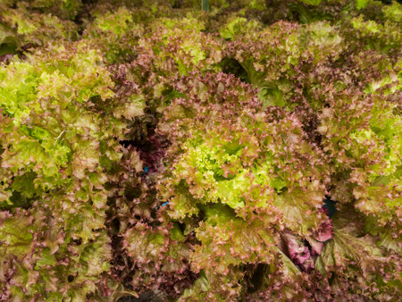 ciose up fresh salad vegetable background