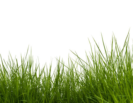 green grasses on white background