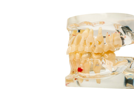 Close up teeth model oral healthcare on white