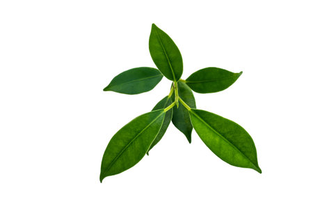 green leaves nature on white background