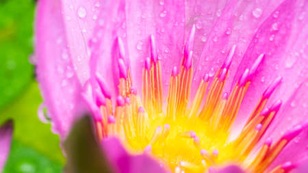 Water drops on colorful purple lotus flower in thailand,Close upの写真素材