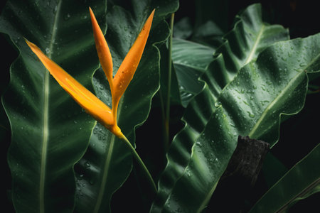 bird of paradise flowerの写真素材