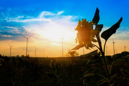 Wind turbine With the front is the silhouette of the sunflower flower. Renewable Energy Concepts and Energy Worldsの写真素材