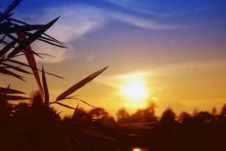 The silhouette of a grass with the sky as the background.の写真素材