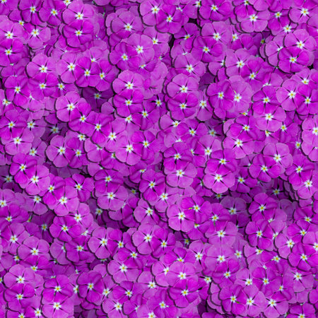 Beautiful purple flower texture. Use it as a design background.の写真素材