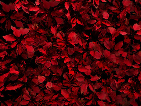 Background with many red flowers. Design concept.の写真素材