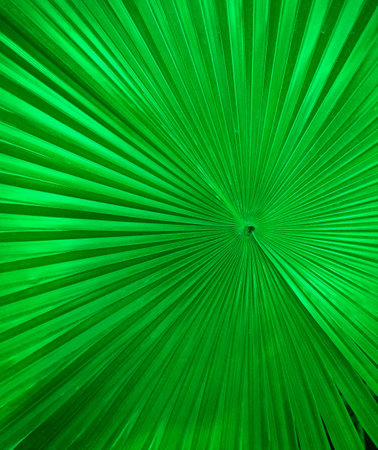 abstract green line background. The concept is used as the wallpaper of the design.の写真素材