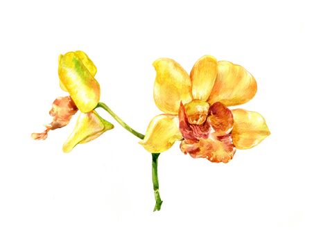 watercolor painting of flower, on white backgroundの写真素材