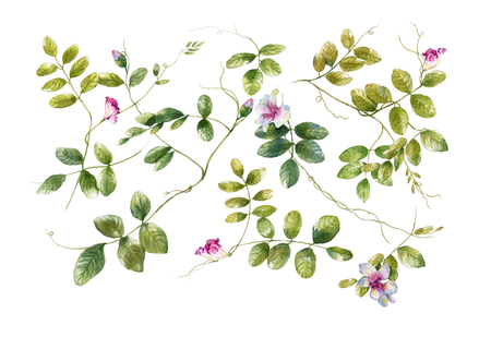 watercolor painting of leaves and flower, on white backgroundの写真素材