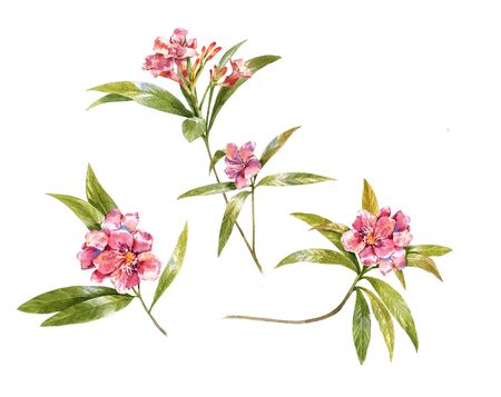 watercolor painting of leaves and flower, on white backgroundの写真素材