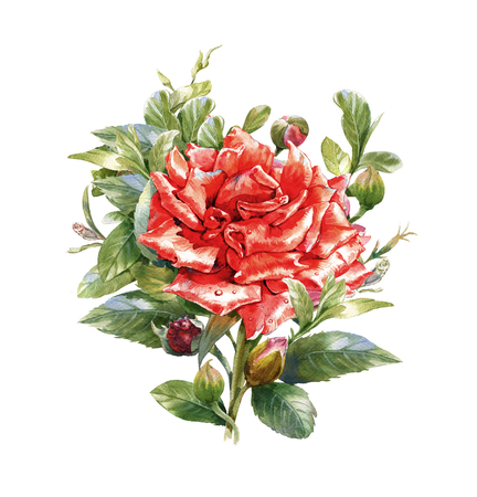 Watercolor painting of flower, rose on white backgroundの写真素材