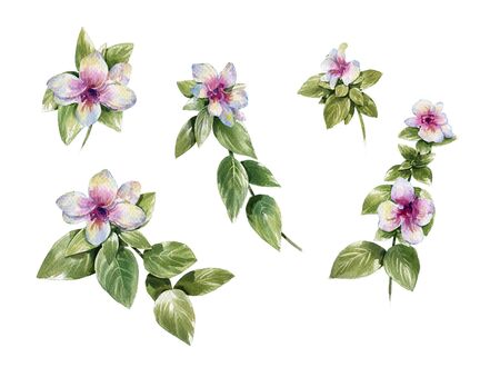 watercolor painting of leaves and flower, on white backgroundの写真素材
