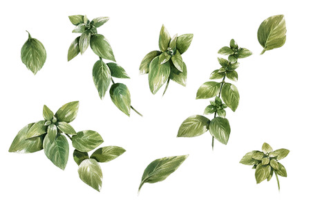 watercolor painting of leaves on white backgroundの写真素材