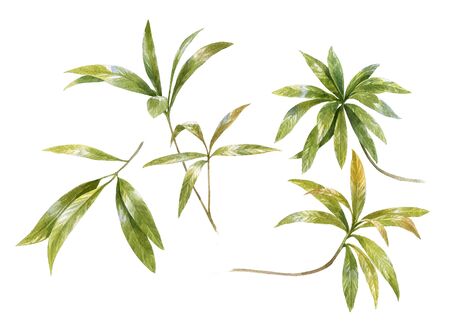 watercolor painting of leaves on white backgroundの写真素材