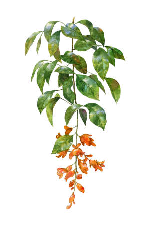 watercolor painting of leaves and flower, on white backgroundの写真素材