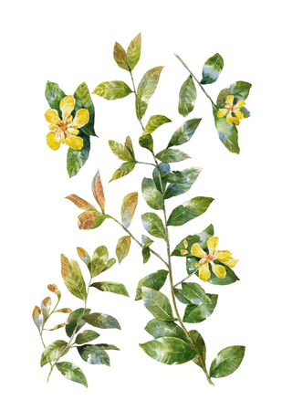 watercolor painting of leaves and flower, on white backgroundの写真素材