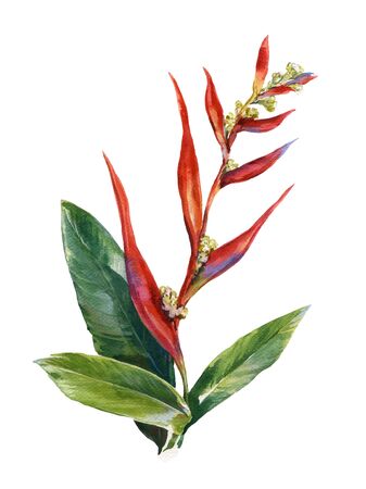 watercolor painting of leaves and flower, on white backgroundの写真素材