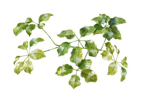 watercolor painting of green leaves on white backgroundの写真素材