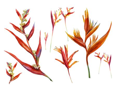 watercolor painting of flower, on white backgroundの写真素材