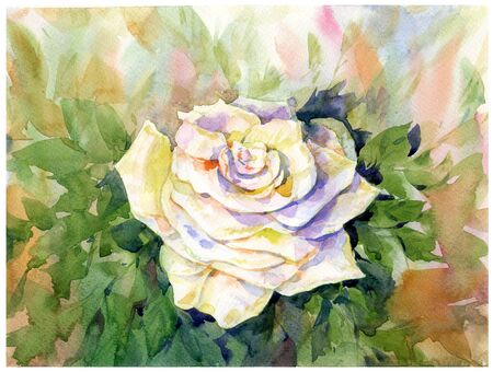 Watercolor painting of roseの写真素材