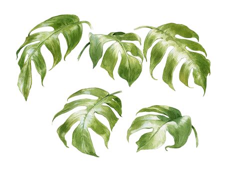 watercolor painting of leaves on white backgroundの写真素材