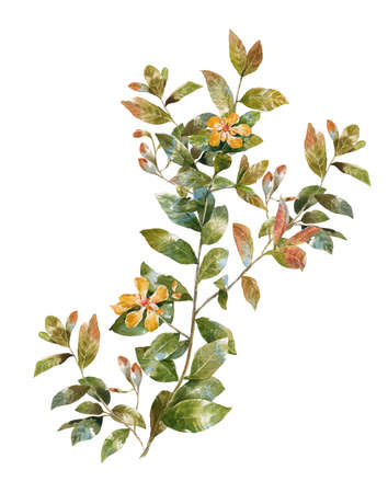 watercolor painting of leaves and flower, on white backgroundの写真素材