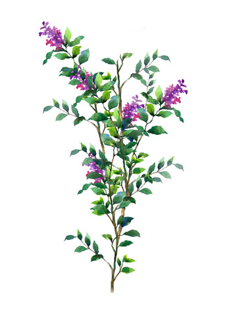 watercolor painting of leaves and flower, on white backgroundの写真素材