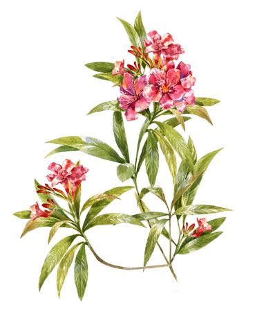 watercolor painting of leaves and flower, on white backgroundの写真素材