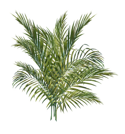 watercolor painting of coconut palm leaves isolated on white backgroundの写真素材