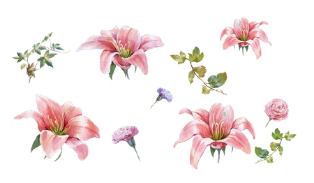 watercolor painting of leaves and flower, on white background の写真素材