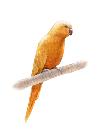 watercolor painting of Yellow bird,on white backgroundの写真素材