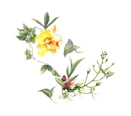 watercolor painting of leaves and flower, on white backgroundの写真素材