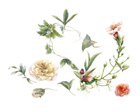 watercolor painting of leaves and flower, on white backgroundの写真素材
