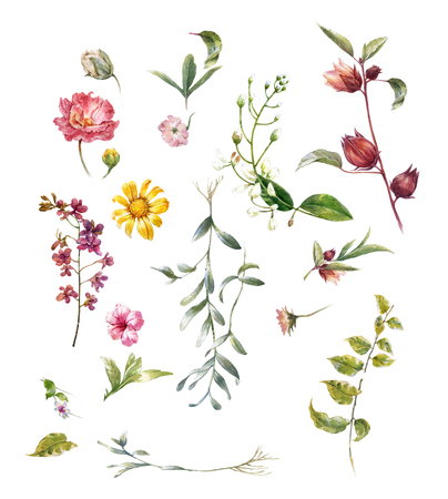 watercolor painting of leaves and flower, on white backgroundの写真素材