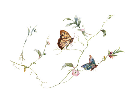 watercolor painting of leaves and flower,Butterfly on white backgroundの写真素材