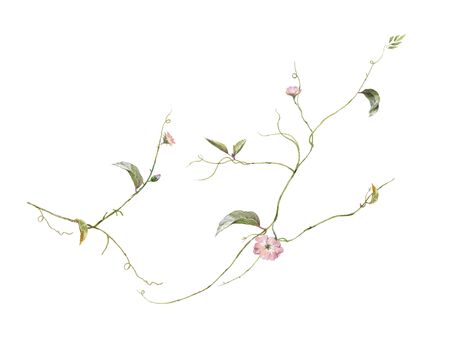 watercolor painting of leaves and flower, on white backgroundの写真素材