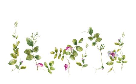 watercolor painting of leaves and flower, on white backgroundの写真素材