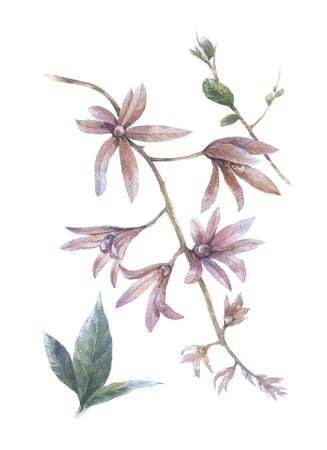 watercolor painting of leaves and flower, on white backgroundの写真素材