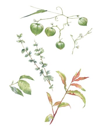 watercolor painting of leaves illustration on white backgroundの写真素材