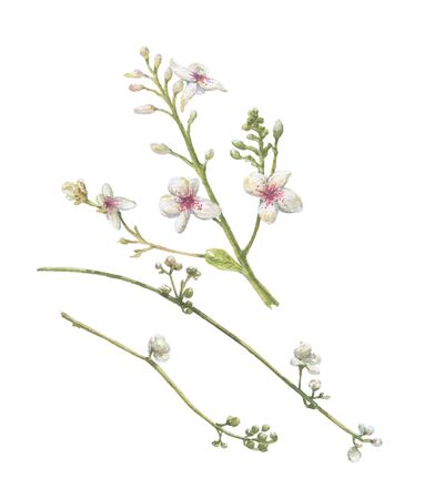 watercolor painting of leaves and flower, on white backgroundの写真素材